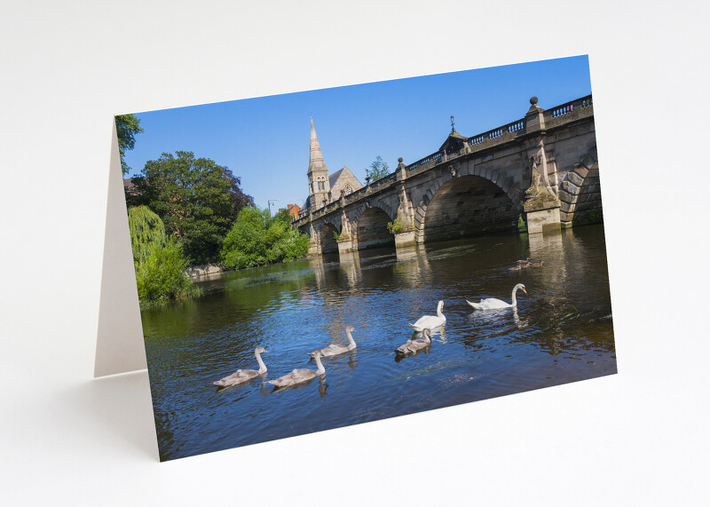 Swans near English Bridge, Shrewsbury, Shropshire.