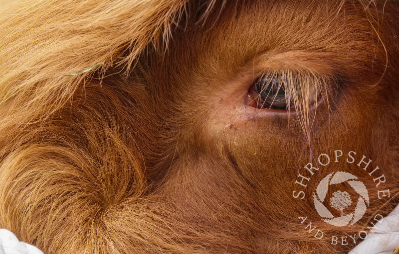 Eye on the prize at Burwarton Show, near Bridgnorth, Shropshire, England.