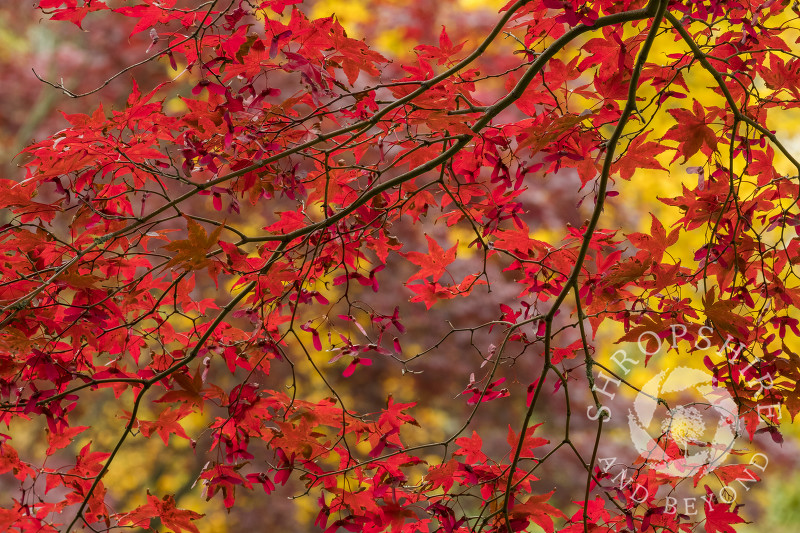 Red and gold autumnal colour in the Dingle, Shrewsbury, Shropshire.