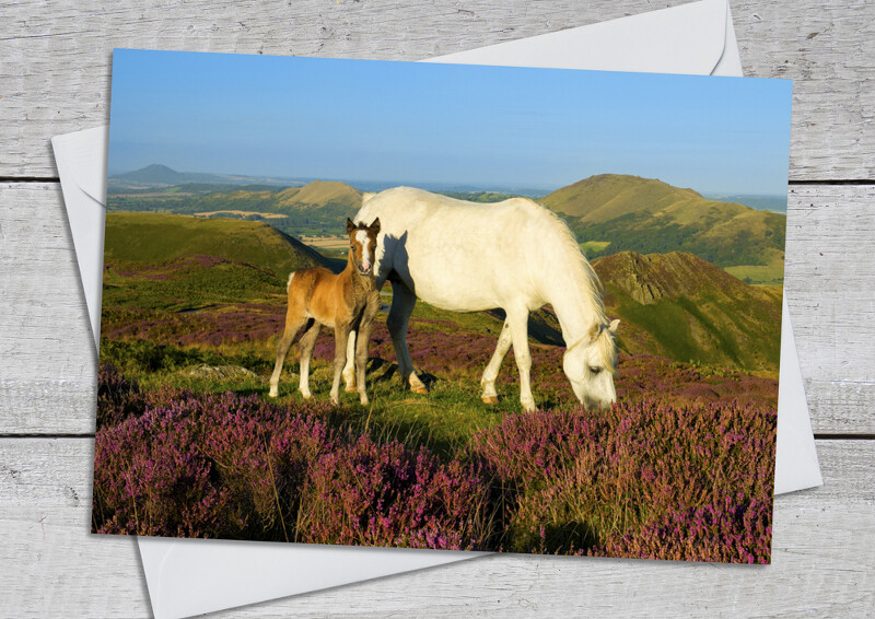 Ponies on the Long Mynd, Shropshire.