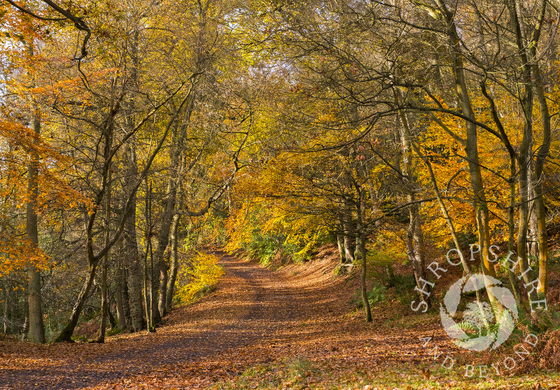 Early morning sun and shadows on a leafy autumn path on the Wrekin, Shropshire.