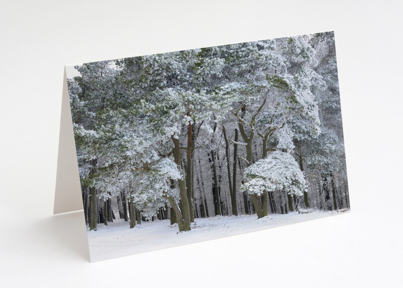 Snowy woodland on the Wrekin, Shropshire.