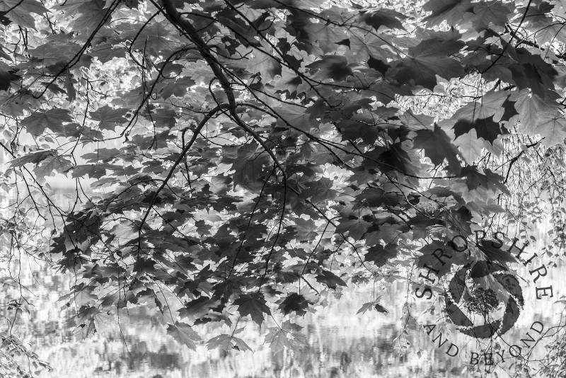 Sycamore leaves hanging over a pool in Comer Wood, Shropshire, England.