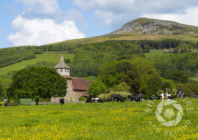 Cows grazing in a buttercup meadow at Bitterley, beneath Titterstone Clee, Shropshire.