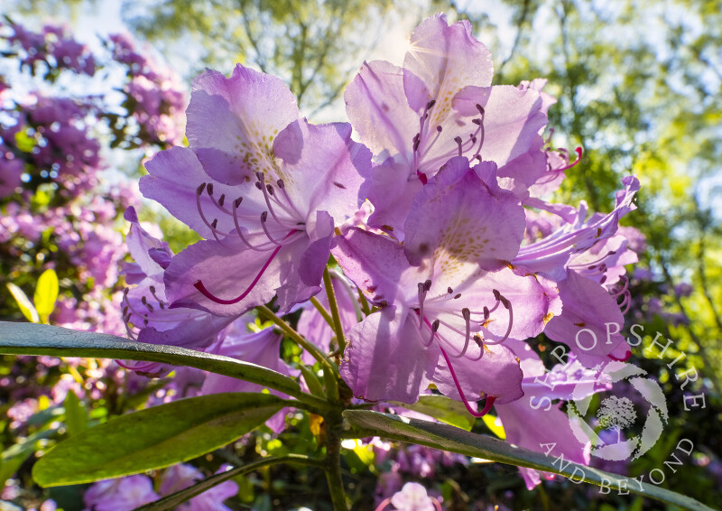 Rhododendrons at Quarry Wood nature reserve, near Hinstock, Shropshire.