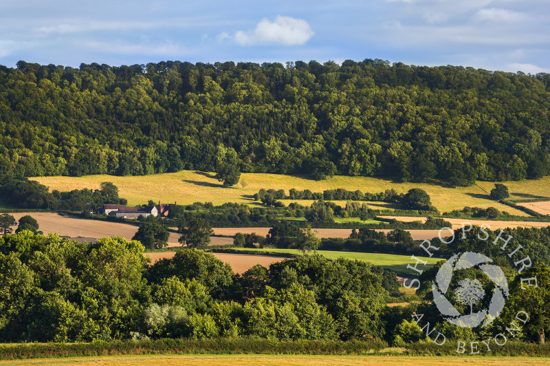 Evening sunlight on Wenlock Edge in Shropshire.