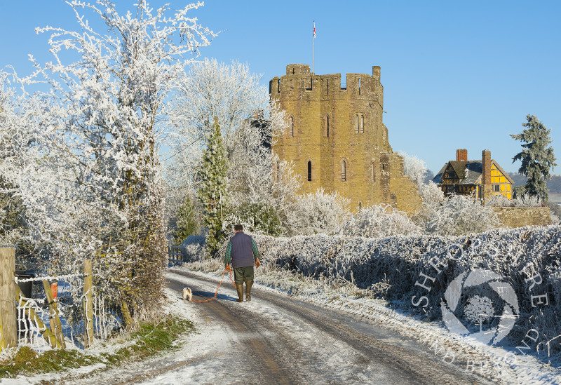A man walks a dog along a frosty lane near the south tower of Stokesay Castle, Shropshire.