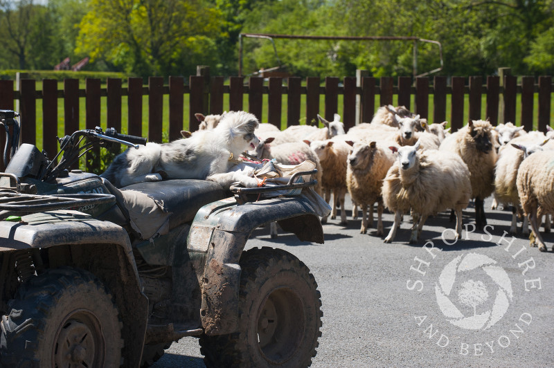 A sheepdog watches a herd of sheep from the seat of a quad bike, Clee St Margaret, Shropshire.