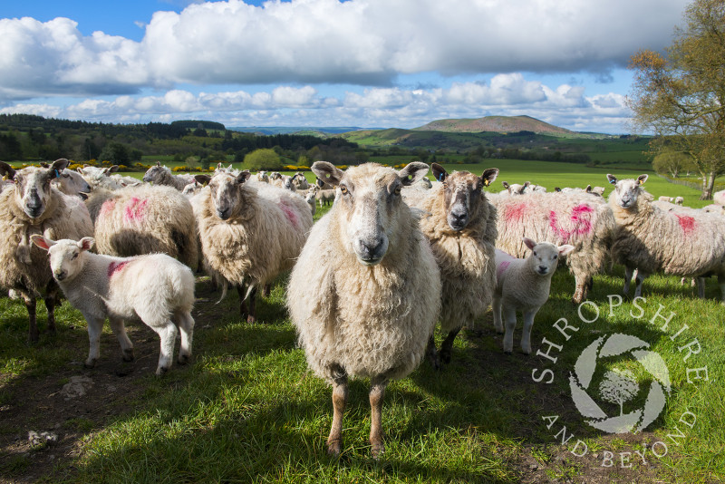 Inquisitive sheep at Shelve on the Stiperstones, Shropshire.