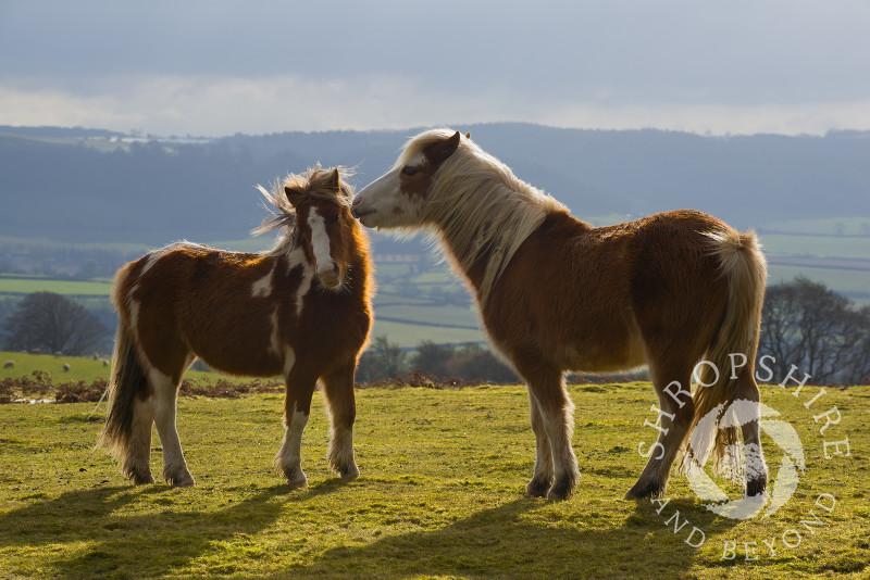 Wild ponies on Hopesay Common,  near Craven Arms, Shropshire, England.