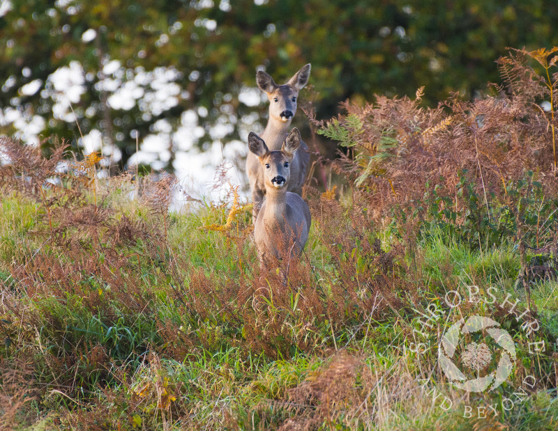Roe deer at sunrise on Burrow Hill Camp, near Hopesay, Shropshire.
