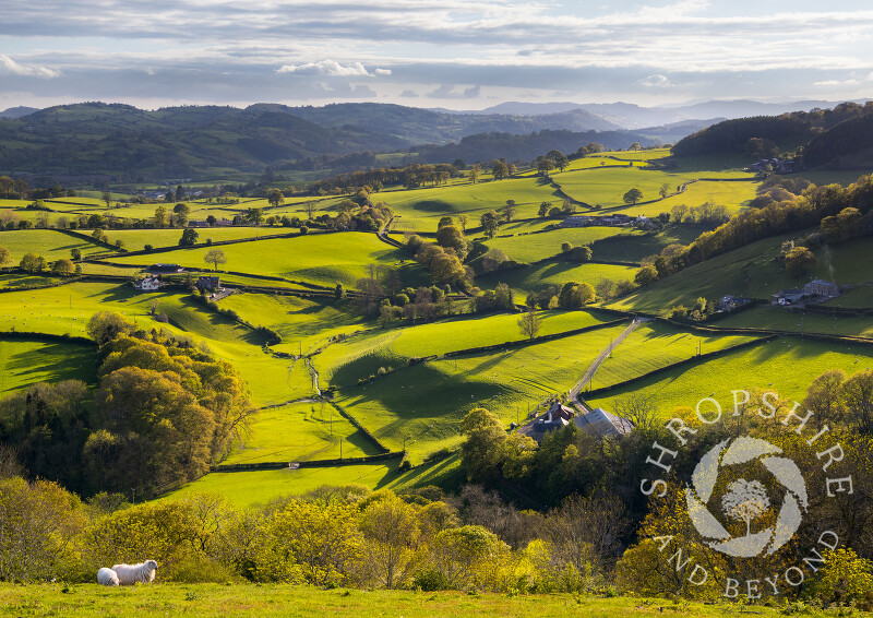 Looking towards the Tanat Valley from Moelydd Hill, near Oswestry, Shropshire.