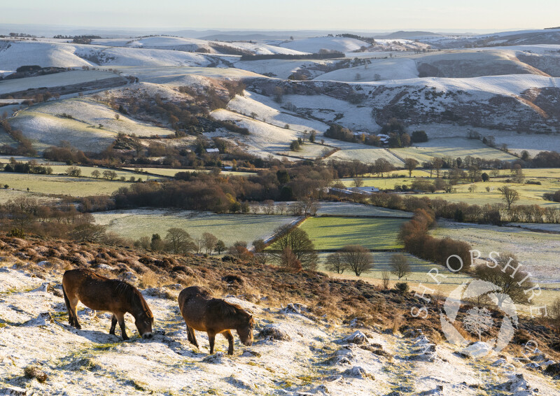 Exmoor ponies grazing on the Stiperstones Nature Reserve, Shropshire.