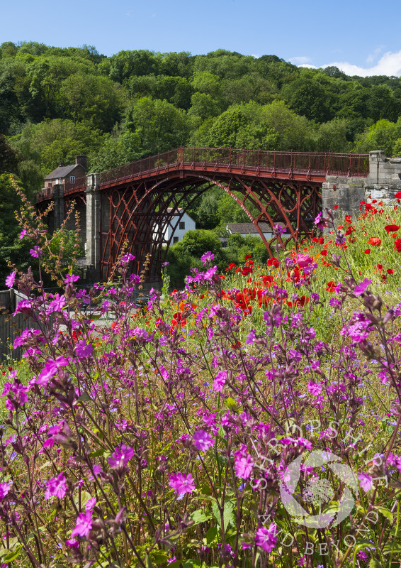 Wild flowers growing beside the Iron Bridge, Shropshire.