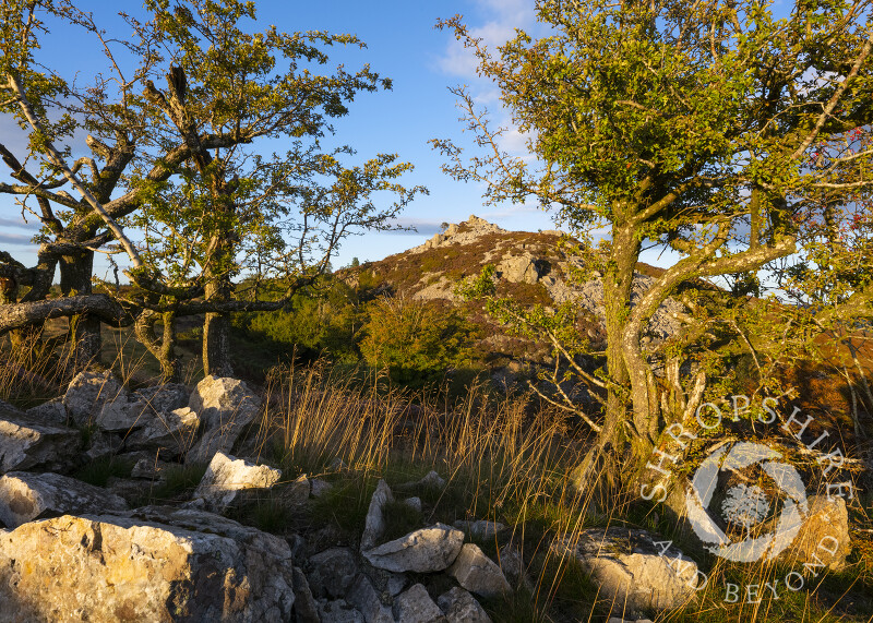 The Rock on the Stiperstones, framed by hawthorn trees, Shropshire.