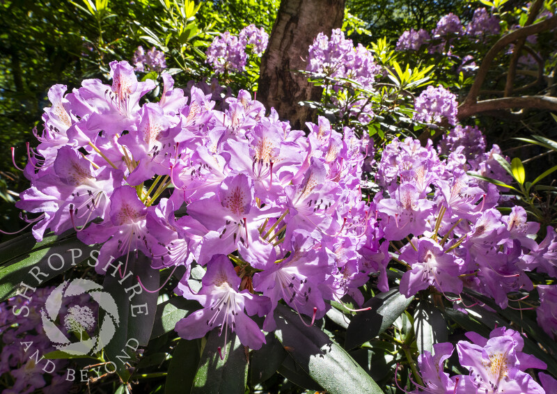 Rhododendrons in Quarry Wood nature reserve, near Hinstock, Shropshire.