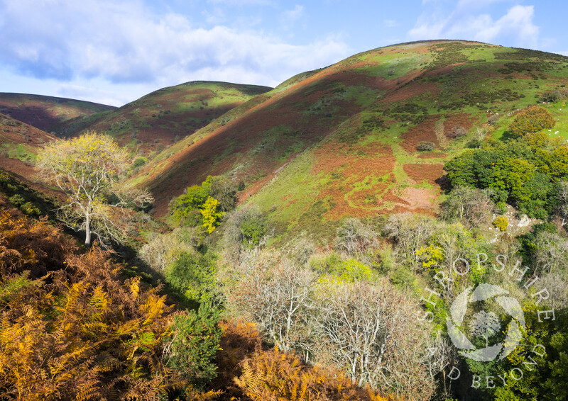 Autumn at Callow Hollow, Church Stretton, Shropshire.