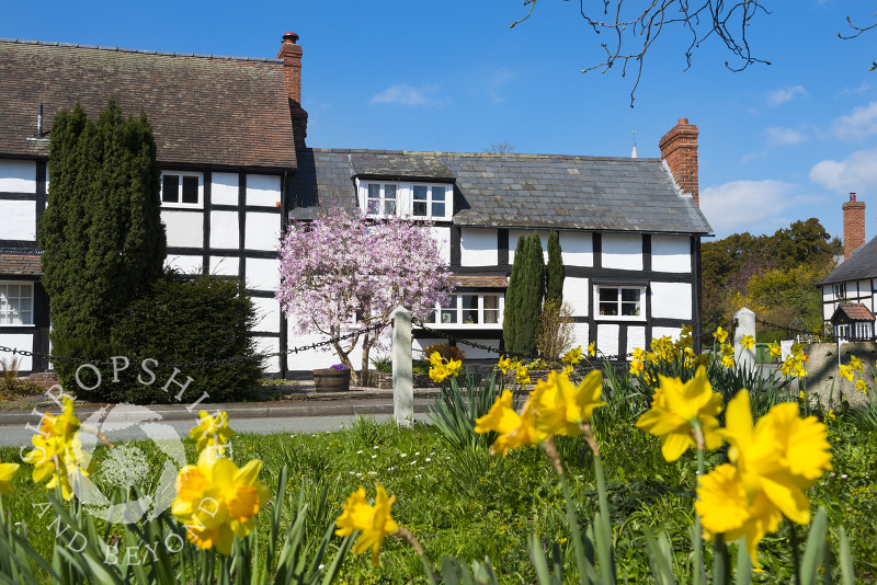 Daffodils and cherry blossom in the village of Dilwyn, Herefordshire, England.