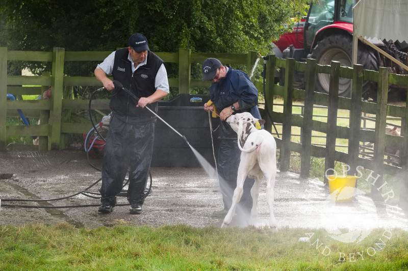 A calf being cleaned ready for showing at Burwarton Show, near Bridgnorth, Shropshire, England.