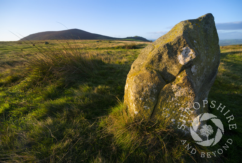 Early morning sunlight at Mitchell's Fold stone circle, Shropshire, with Corndon Hill seen in the distance.