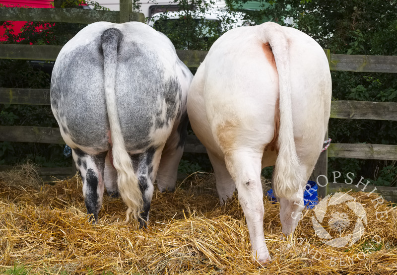 Rear view of cattle at Burwarton Show, near Bridgnorth, Shropshire, England.