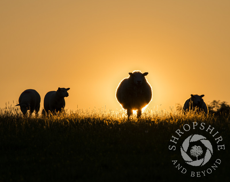 Sheep silhouetted against the setting sun near Clunton, Shropshire.