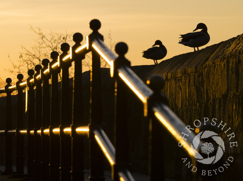 Two ducks at sunrise on Town Walls, Shrewsbury, Shropshire.