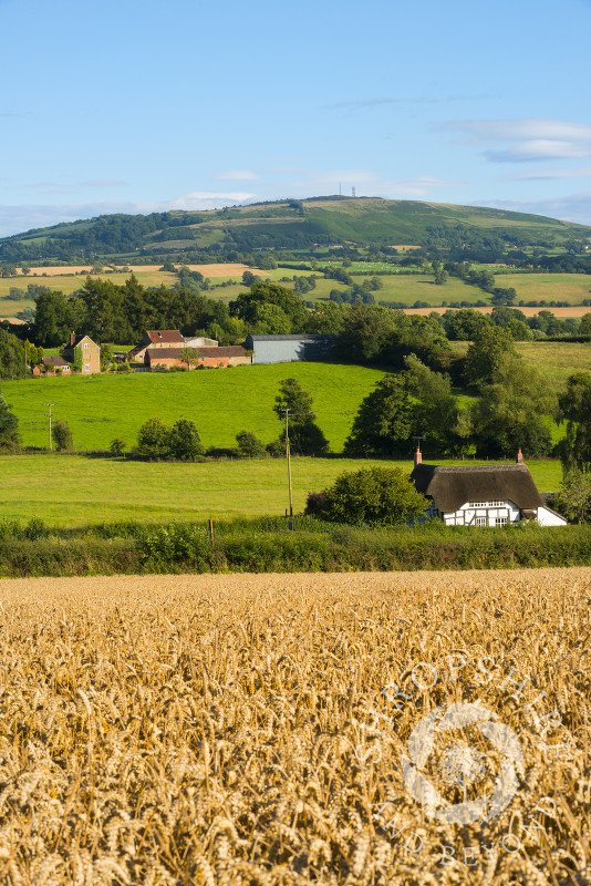 A thatched cottage nestles under Brown Clee hill in front of a wheat field at Shipton, near Much Wenlock, Shropshire.