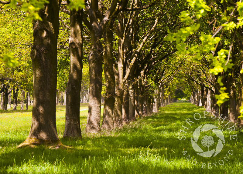 A mile long avenue of beech trees leading to Linley Hall, Shropshire.