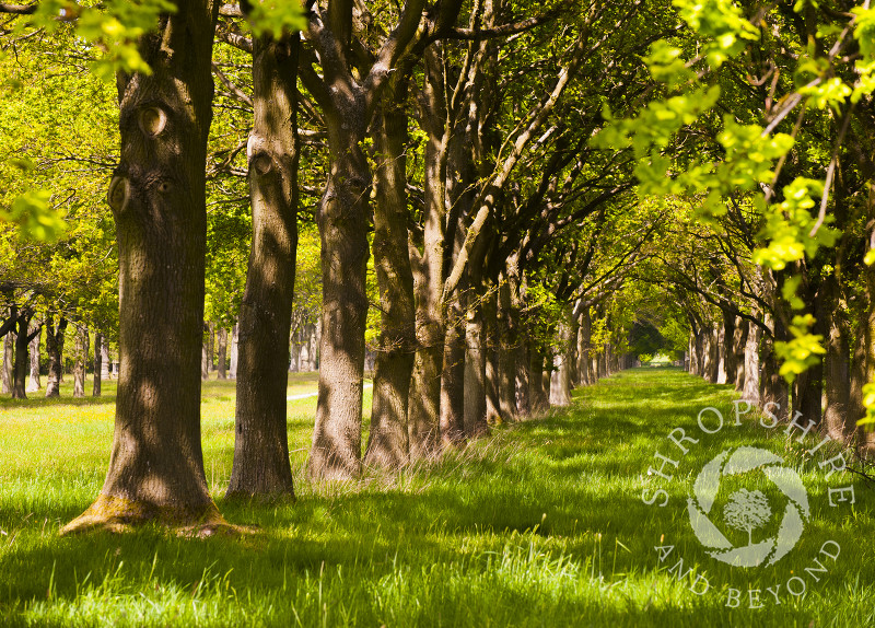 A mile long avenue of oak trees leading to Linley Hall, Shropshire.