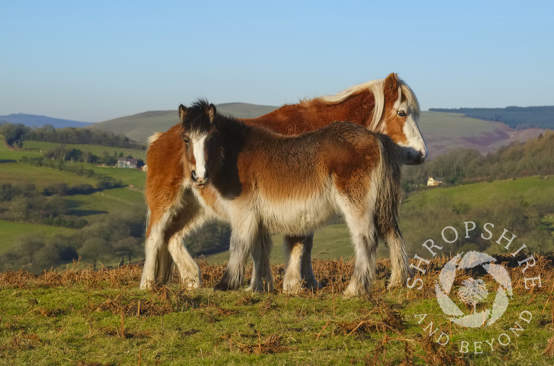 A wild pony and foal on Hopesay Common, near Craven Arms, Shropshire.