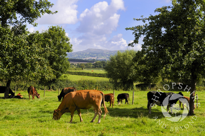 Cows grazing in a field at Brimfield, Herefordshire, England.