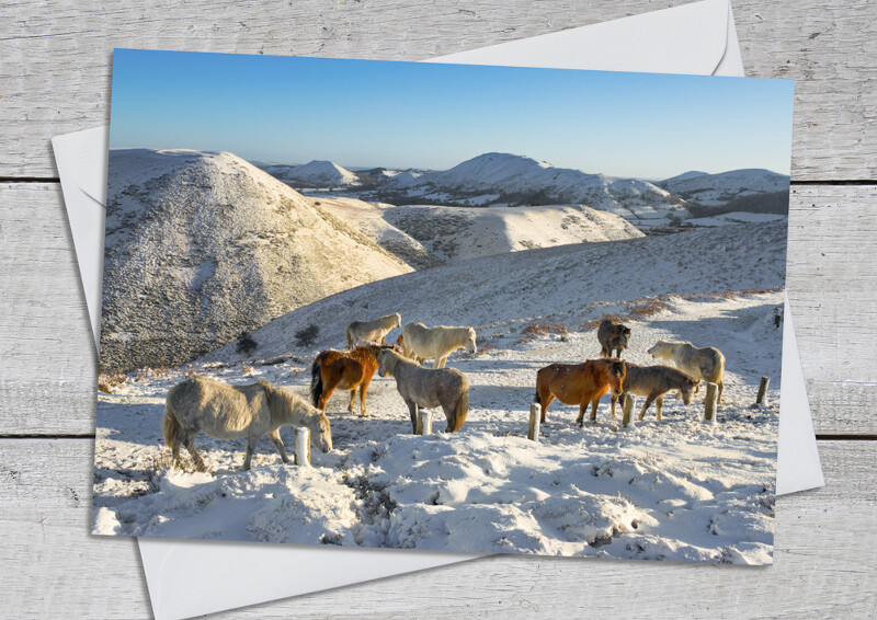 Wild ponies on the Burway, Long Mynd, Shropshire.