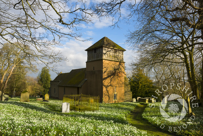 A sea of snowdrops at St James' Church, Shipton, Shropshire.