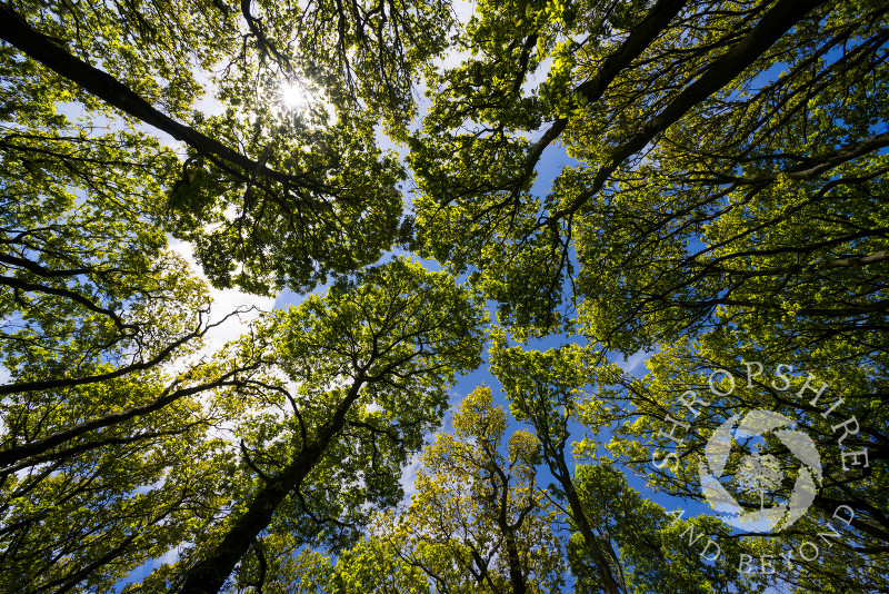 Oak tree canopy in The Ercall woods, Shropshire, England.