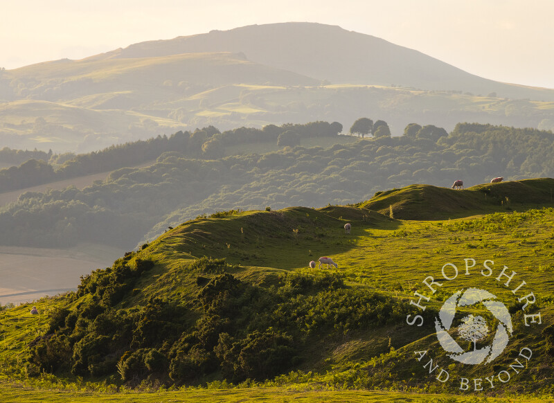 Nordy Bank Iron Age hill fort on Brown Clee, Shropshire, with Caer Caradoc on the horizon.