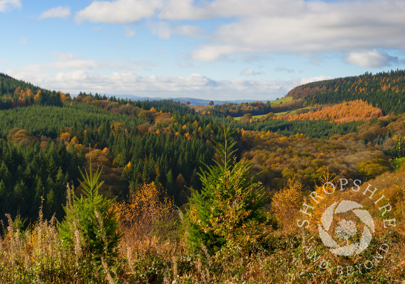 Autumn colour in Mortimer Forest, near Ludlow, Shropshire, England.