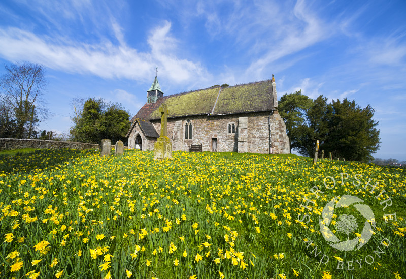 Daffodils in the  churchyard of St Michael and All Angels, Smethcote, Shropshire.