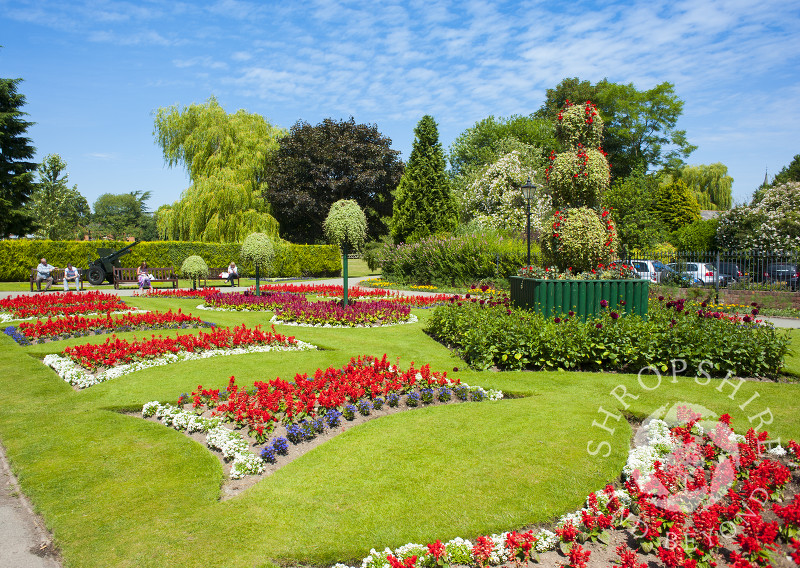 Summer flowers in Cae Glas Park, Oswestry, Shropshire, England