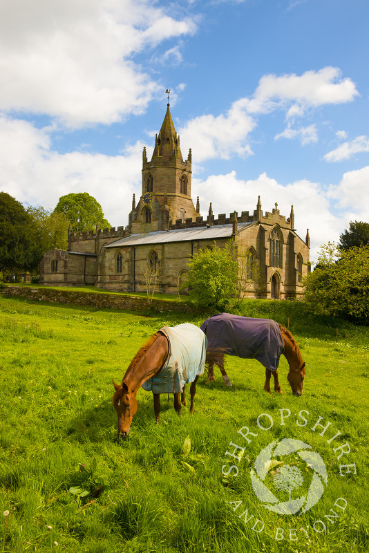 Horses graze in a field near St Bartholomew's Church at Tong, Shropshire, England.