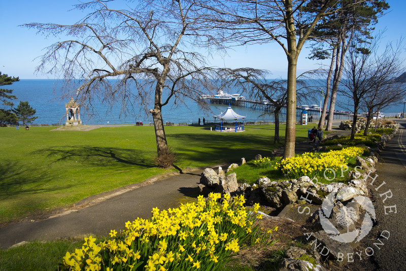 A bed of daffodils in Happy Valley Gardens, Llandudno, Wales.