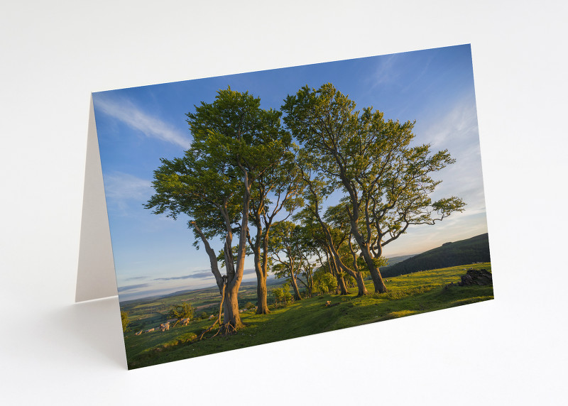 Avenue of beech trees on Linley Hill, Shropshire.