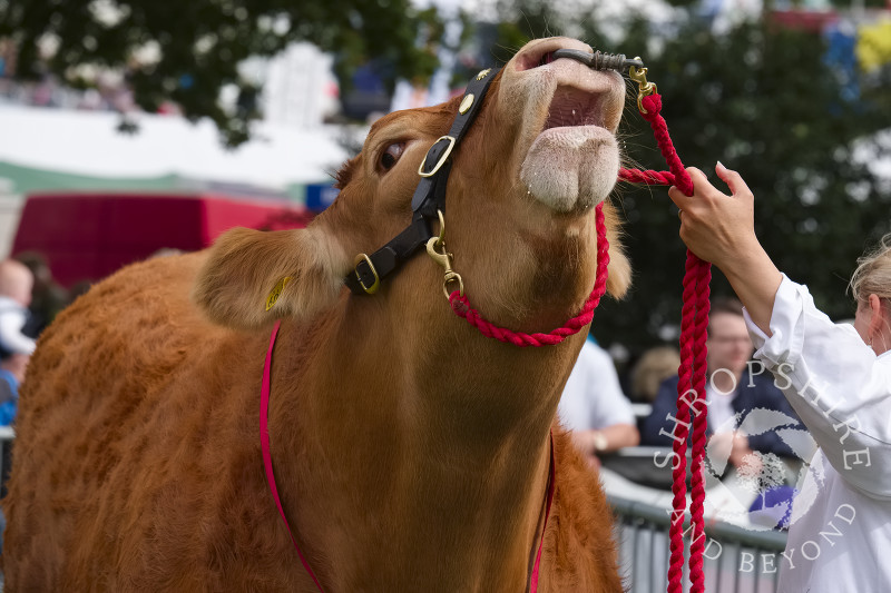 In the parade ring at Burwarton Show, near Bridgnorth, Shropshire, England.