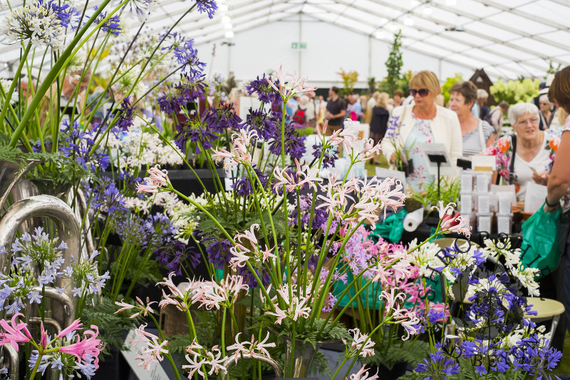 A floral display in a marquee at Shrewsbury Flower Show, Shropshire.