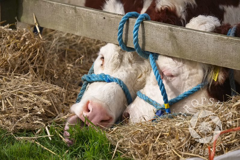 Hereford cattle at Burwarton Show, near Bridgnorth, Shropshire, England.