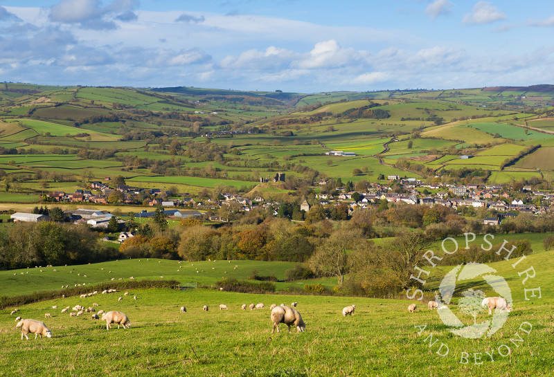 Sheep graze in a field near the town of Clun in Shropshire, England.