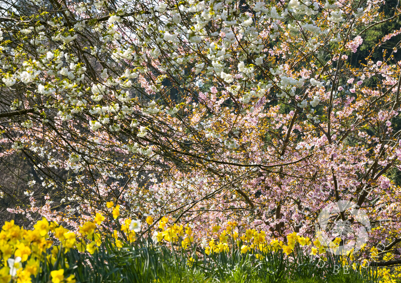 Blossom and daffodils in the churchyard of St Luke's in the village of Hodnet.