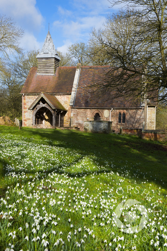 Snowdrops outside St Michael's Church at Upton Cressett, Shropshire, England.