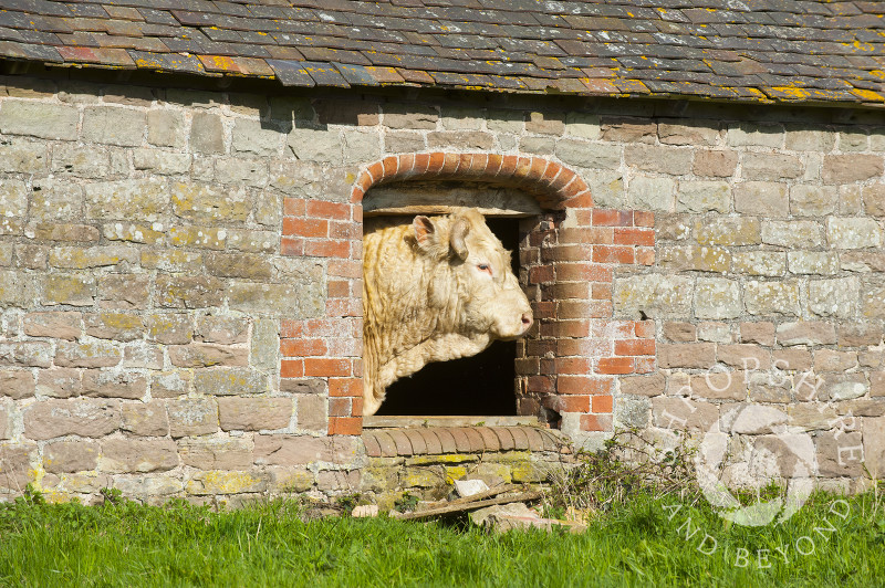 A bull poking its head through a window in an old barn at Holdgate, Shropshire.