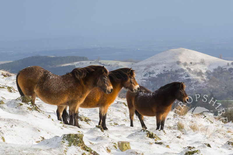 Three Exmoor ponies brave the bitter wind amid the ice and snow on the Stiperstones, Shropshire.